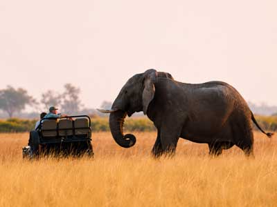 african-safari